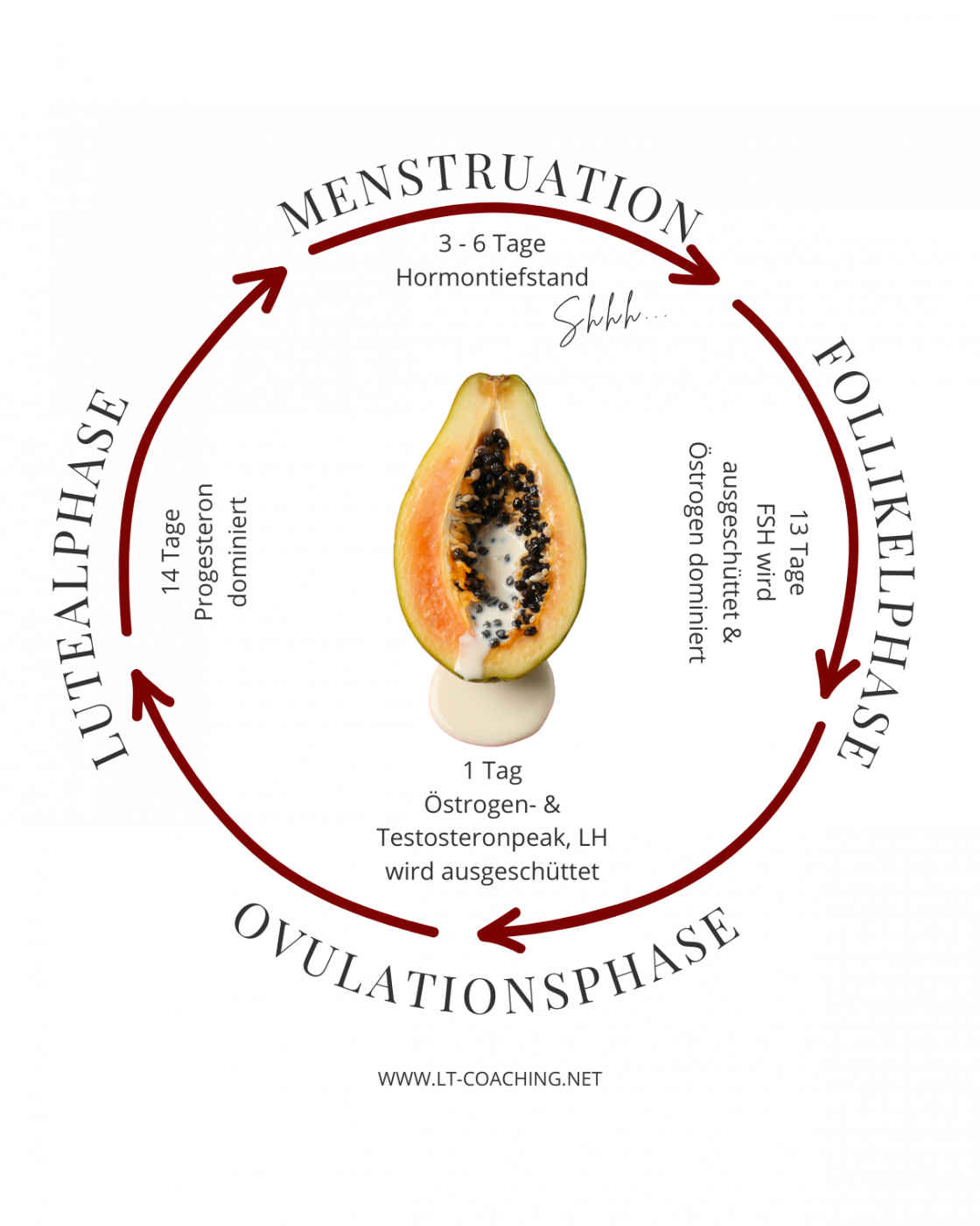 Menstruationszyklus Schaubild